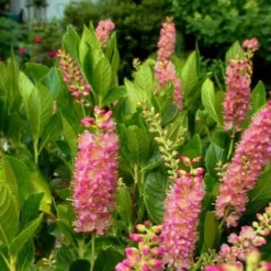 Ruby Spice Summersweet (Clethra) - 3 Gallon Pot -Outlet Aegis Garden Store Clethra Ruby Spice
