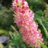 Ruby Spice Summersweet (Clethra) - 3 Gallon Pot -Outlet Aegis Garden Store Clethra Ruby Spice 500x750 1