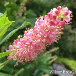 Ruby Spice Summersweet (Clethra) - 3 Gallon Pot -Outlet Aegis Garden Store Clethra Ruby Spice Closeup wb