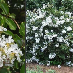 Acoma Weeping White Crape Myrtle - 7 Gallon Pot (5-6') -Outlet Aegis Garden Store Crape Myrtle Acoma 3 3