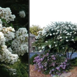 Acoma Weeping White Crape Myrtle - 7 Gallon Pot (5-6') -Outlet Aegis Garden Store Crape Myrtle Acoma 4 3