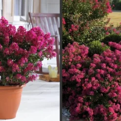 Berry Dazzle Dwarf Crape Myrtle - 3 Gallon Pot -Outlet Aegis Garden Store Crape Myrtle Berry Dazzle 2