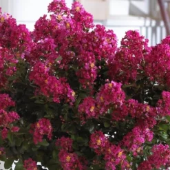Berry Dazzle Dwarf Crape Myrtle - 3 Gallon Pot -Outlet Aegis Garden Store Crape Myrtle Berry Dazzle 3