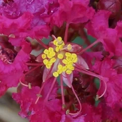 Berry Dazzle Dwarf Crape Myrtle - 3 Gallon Pot -Outlet Aegis Garden Store Crape Myrtle Berry Dazzle 4
