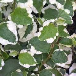 Variegated Creeping Fig - Ficus Pumila 'Variegata' - 5 Pack Of Pint Pots -Outlet Aegis Garden Store Creeping Fig Variegated Ficus Pumila Rev 500x750 3