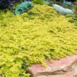 Golden Creeping Jenny - Lysimachia Nummularia Aurea - 10 Pack Of Pint Pots -Outlet Aegis Garden Store Creeping Jenny 20 4