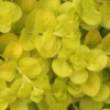 Golden Creeping Jenny - Lysimachia Nummularia Aurea - 18 Pack Of Pint Pots -Outlet Aegis Garden Store Creeping Jenny 22