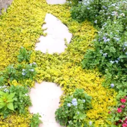 Golden Creeping Jenny - Lysimachia Nummularia Aurea - 10 Pack Of Pint Pots -Outlet Aegis Garden Store Creeping Jenny 25 4