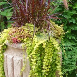 Golden Creeping Jenny - Lysimachia Nummularia Aurea - 10 Pack Of Pint Pots -Outlet Aegis Garden Store Creeping Jenny 26 4