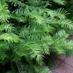 Creeping Japanese Plum Yew (Cephalotaxus Harringtonia 'Prostrata') - 2.5 Quart Pot 17 Creeping Japanese Plum Yew (Cephalotaxus Harringtonia 'Prostrata') - 2.5 Quart Pot -Outlet Aegis Garden Store Creeping Yew 101