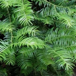 Creeping Japanese Plum Yew (Cephalotaxus Harringtonia 'Prostrata') - 2.5 Quart Pot 14 Creeping Japanese Plum Yew (Cephalotaxus Harringtonia 'Prostrata') - 2.5 Quart Pot -Outlet Aegis Garden Store Creeping japanese Plum Yew 1