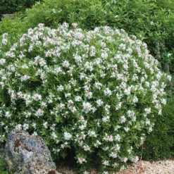 Eternal Fragrance Pink Summer Daphne - Daphne X Transatlantica 'BLAFRA' - 1 Gallon Pot -Outlet Aegis Garden Store Daphne Eternal Fragrance 5