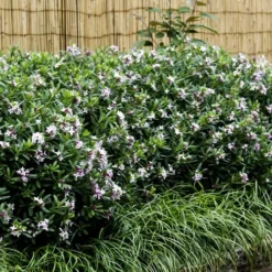 Eternal Fragrance Pink Summer Daphne - Daphne X Transatlantica 'BLAFRA' - 1 Gallon Pot -Outlet Aegis Garden Store Daphne Eternal Fragrance 6