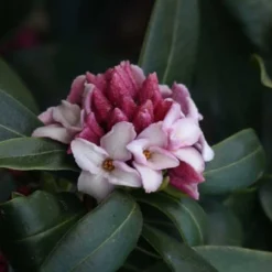 Zuiko Nishiki Winter Daphne Odora - 2 Gallon Pot -Outlet Aegis Garden Store Daphne Odora Zuiko Nishiki 6