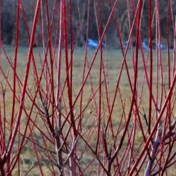 Flamingo Dappled Willow (Shrub Form) - 2 Gallon Pot -Outlet Aegis Garden Store Dappled Willow Tree Stems