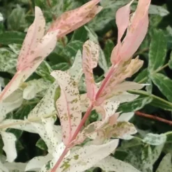 Variegated Dappled Willow Tree - Salix Integra 'Hakuro Nishiki' - 3 Gallon Pot - Tree Form -Outlet Aegis Garden Store Dappled Willow Variegated Shrub 6