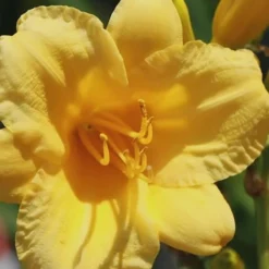 Stella De Oro Daylily - 1 Gallon Pot