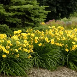 Stella De Oro Daylily - 3 Pack Of Quart Pots -Outlet Aegis Garden Store Daylily Stella De Oro 26 1