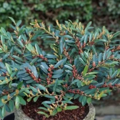 Blue Cascade Evergreen Witch Hazel (Distylium) - 3 Gallon -Outlet Aegis Garden Store Distylium Blue Cascade 10