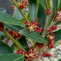 Blue Cascade Evergreen Witch Hazel (Distylium) - 3 Gallon -Outlet Aegis Garden Store Distylium Blue Cascade Flowers