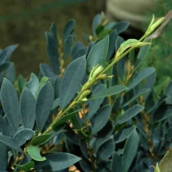 Blue Cascade Evergreen Witch Hazel (Distylium) - 3 Gallon -Outlet Aegis Garden Store Distylium Blue Cascade Foliage