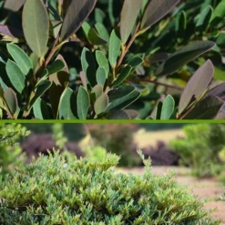 Cinnamon Girl Distylium (Evergreen Witch Hazel) - 3 Gallon Pot -Outlet Aegis Garden Store Distylium Cinnamon Girl 500x750 1