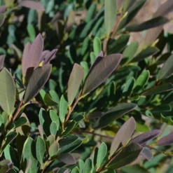 Cinnamon Girl Distylium (Evergreen Witch Hazel) - 3 Gallon Pot -Outlet Aegis Garden Store Distylium Cinnamon Girl Leaves