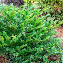 Jewel Box Distylium - 2 Gallon Pot -Outlet Aegis Garden Store Distylium Jewel Box 2