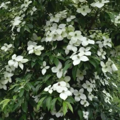 Empress Of China Dogwood - 3 Gallon Pot -Outlet Aegis Garden Store Dogwood Empress Of China 35