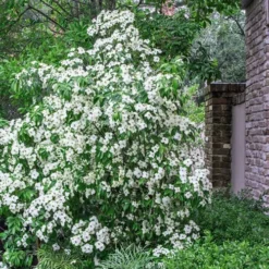 Empress Of China Dogwood - 3 Gallon Pot -Outlet Aegis Garden Store Dogwood Empress Of China 500x750 1