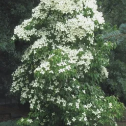 Empress Of China Dogwood - 3 Gallon Pot -Outlet Aegis Garden Store Dogwood Empress Of China 51