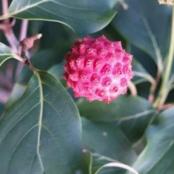 Empress Of China Dogwood - 3 Gallon Pot -Outlet Aegis Garden Store Dogwood Empress of China 31