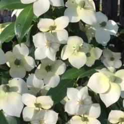 Empress Of China Dogwood - 7 Gallon Pot (3-4')