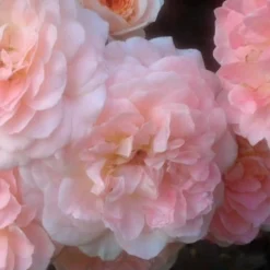 Apricot Drift Dwarf Rose - 2 Gallon Pot -Outlet Aegis Garden Store Drift Rose Apricot 1