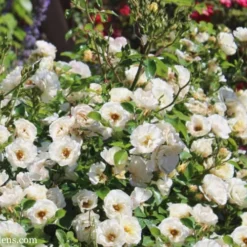 Popcorn Drift Groundcover Rose - 1 Gallon Pot -Outlet Aegis Garden Store Drift Rose Popcorn 21