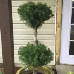 Poodle Tier Dwarf Alberta Spruce Topiary (2-Ball) - 2 Gallon Pot -Outlet Aegis Garden Store Dwarf Alberta Spruce Poodle Tier