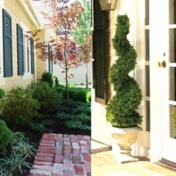 Spiral Dwarf Alberta Spruce Topiary - 7 Gallon Pot -Outlet Aegis Garden Store Dwarf Alberta Spruce Spiral