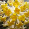 Winter Gold Edgeworthia Chrysantha - Paper Bush - 3 Gallon Pot -Outlet Aegis Garden Store Edgeworthia BS 1