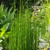Horsetail Reed Grass - Equisetum Hyemale - 6 Pack Of 1 Gallon Pots -Outlet Aegis Garden Store Equisetum Hymale 11