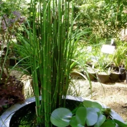 Horsetail Reed Grass - Equisetum Hyemale - 6 Pack Of 1 Gallon Pots -Outlet Aegis Garden Store Equisetum Hymale 14
