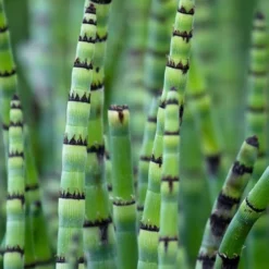 Horsetail Reed Grass - Equisetum Hyemale - 6 Pack Of 1 Gallon Pots -Outlet Aegis Garden Store Equisetum Hymale 15