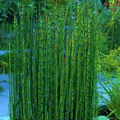 Horsetail Reed Grass - Equisetum Hyemale - 6 Pack Of 1 Gallon Pots -Outlet Aegis Garden Store Equisetum Hymale 16