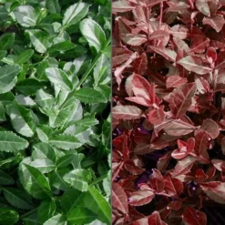 Purple Wintercreeper (Euonymus Fortunei 'Coloratus') - 36 Pack Of Pint Pots -Outlet Aegis Garden Store Euonymus Coloratus Purple Winter Creeper 50 1