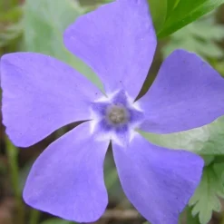 Evergreen Periwinkle - Vinca Minor - 18 Count Flat Of Pint Pots -Outlet Aegis Garden Store Evergreen Periwinkle Closeup