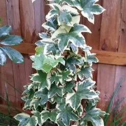 Angyo Star Fatshedera 1 Gallon Pot -Outlet Aegis Garden Store Fatshedera Angyo Star 3