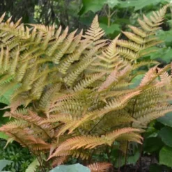 Autumn Fern (Dryopteris Erythrosora) - 10 Pack Of Quart Pots 12 Autumn Fern (Dryopteris Erythrosora) - 10 Pack Of Quart Pots -Outlet Aegis Garden Store Fern Autumn 1 1