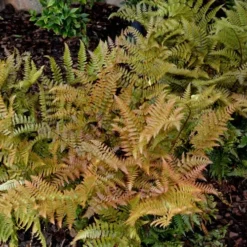 Autumn Fern (Dryopteris Erythrosora) - 10 Pack Of Quart Pots 13 Autumn Fern (Dryopteris Erythrosora) - 10 Pack Of Quart Pots -Outlet Aegis Garden Store Fern Autumn 2 1