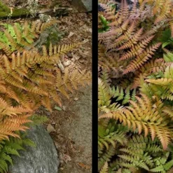 Autumn Fern (Dryopteris Erythrosora) - 5 Pack Of Quart Pots -Outlet Aegis Garden Store Fern Autumn 4