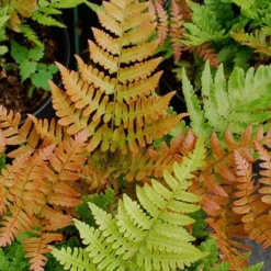 Autumn Fern (Dryopteris Erythrosora) - 5 Pack Of Quart Pots