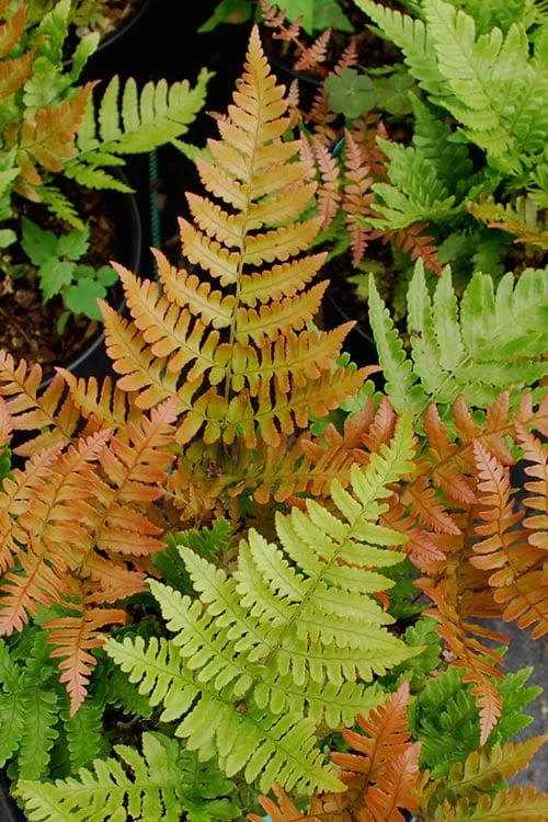 Autumn Fern (Dryopteris Erythrosora) - 10 Pack Of Quart Pots 3 Autumn Fern (Dryopteris Erythrosora) - 10 Pack Of Quart Pots